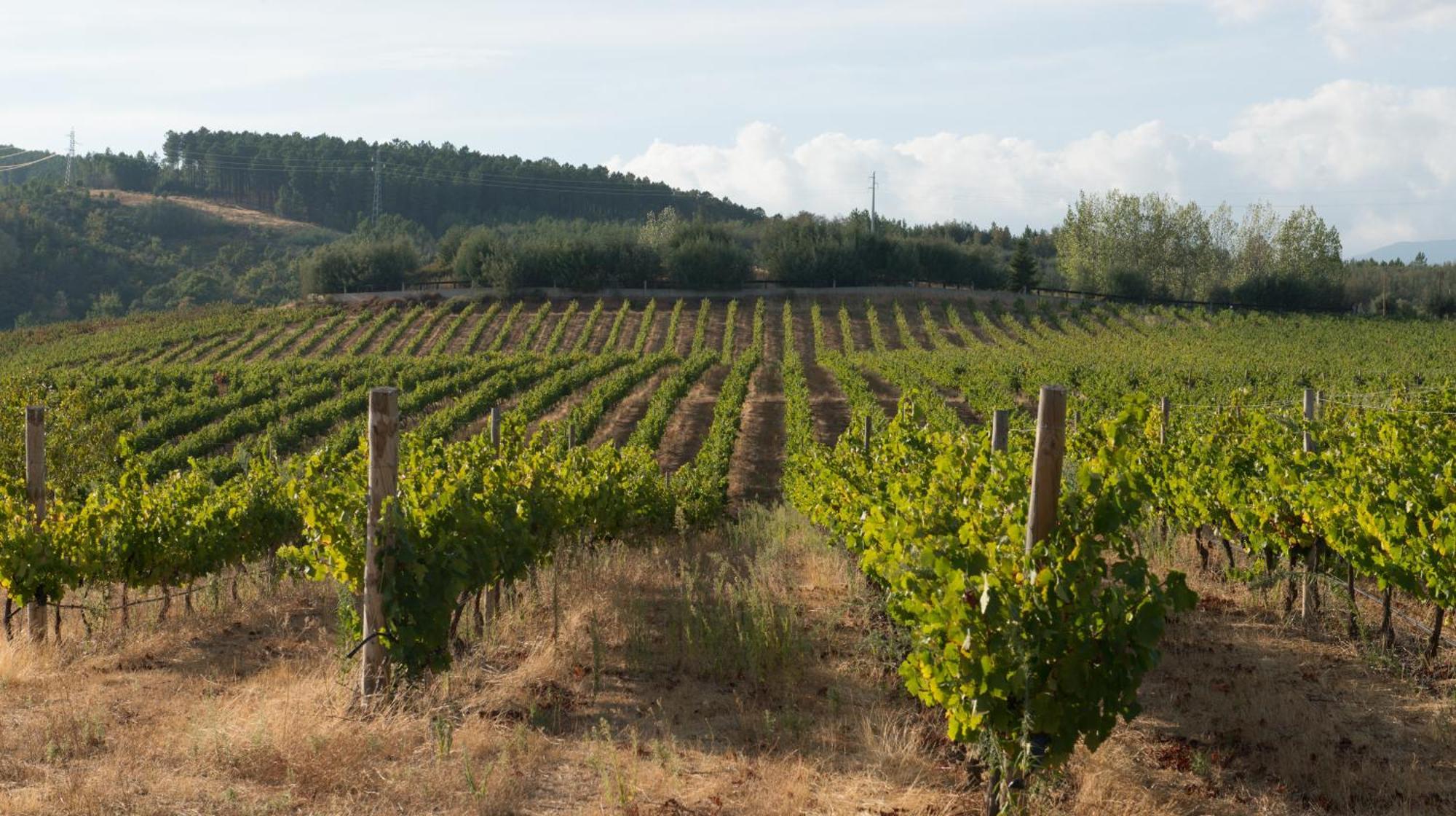 Willa Tranca Da Barriga - Casa Do Vinho By Quinta De Sao Tiago Covilhã Zewnętrze zdjęcie
