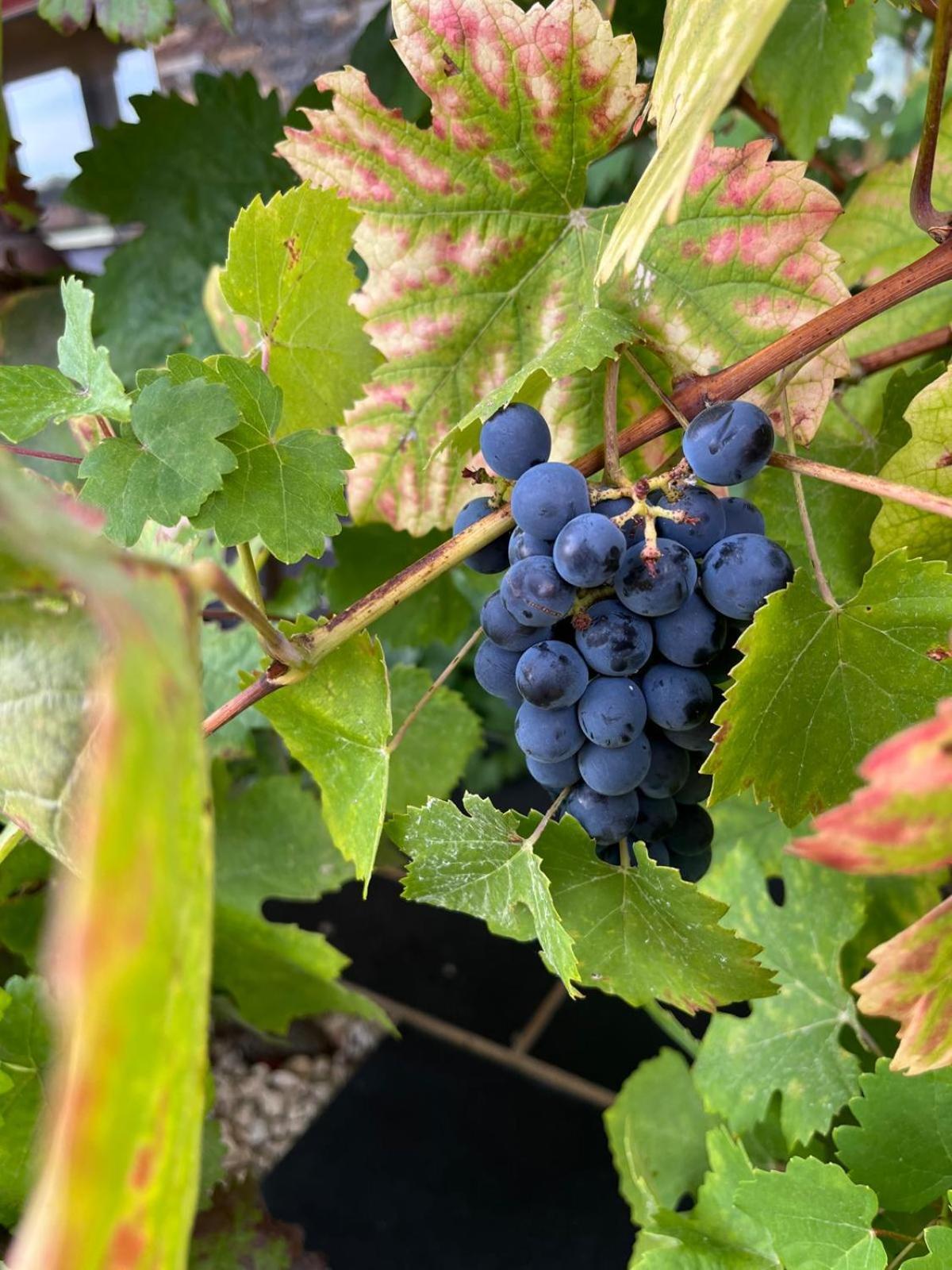 Willa Tranca Da Barriga - Casa Do Vinho By Quinta De Sao Tiago Covilhã Zewnętrze zdjęcie